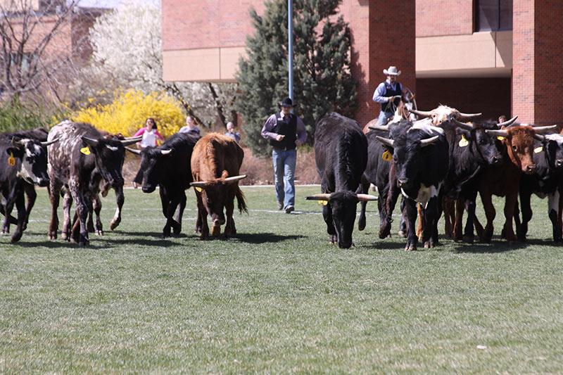 CMU rodeo rides with new coach, hosts annual collegiate rodeo contest 